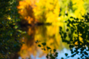 Habichtswald im Herbst (Helios)