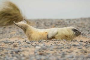 Robben_Duene_Helgoland_Web_52