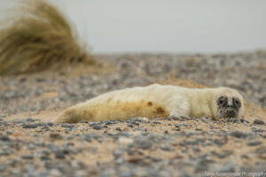 Robben_Duene_Helgoland_Web_53