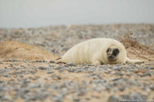 Robben_Duene_Helgoland_Web_54