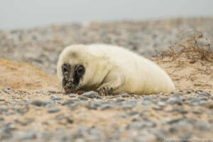 Robben_Duene_Helgoland_Web_55