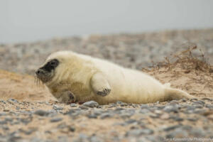 Robben_Duene_Helgoland_Web_56