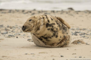 Robben_Duene_Helgoland_Web_57