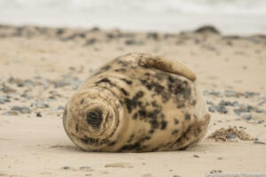 Robben_Duene_Helgoland_Web_58