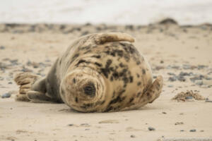 Robben_Duene_Helgoland_Web_59