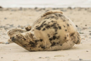 Robben_Duene_Helgoland_Web_60