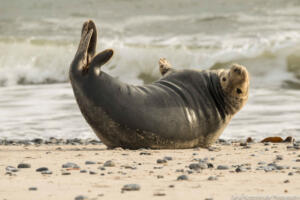 Robben_Duene_Helgoland_Web_61