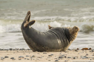 Robben_Duene_Helgoland_Web_62