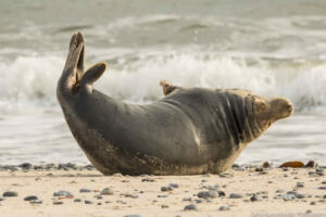 Robben_Duene_Helgoland_Web_63