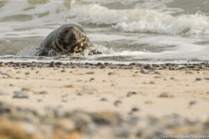 Robben_Duene_Helgoland_Web_64