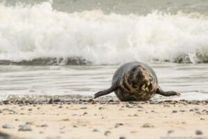 Robben_Duene_Helgoland_Web_65