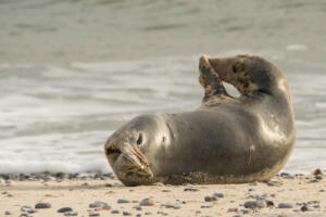 Robben_Duene_Helgoland_Web_66