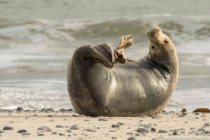 Robben_Duene_Helgoland_Web_67