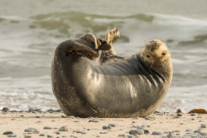 Robben_Duene_Helgoland_Web_68