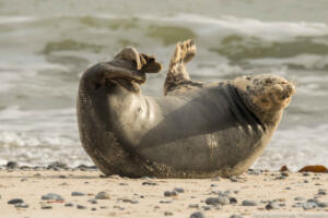 Robben_Duene_Helgoland_Web_69