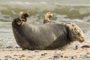 Robben_Duene_Helgoland_Web_70