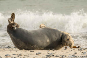 Robben_Duene_Helgoland_Web_71