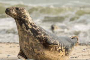 Robben_Duene_Helgoland_Web_72