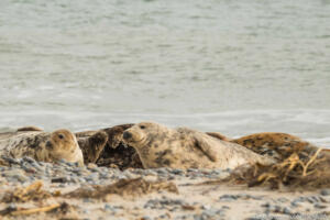 Robben_Duene_Helgoland_Web_73