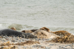 Robben_Duene_Helgoland_Web_74