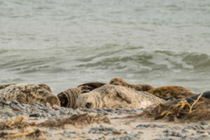 Robben_Duene_Helgoland_Web_75