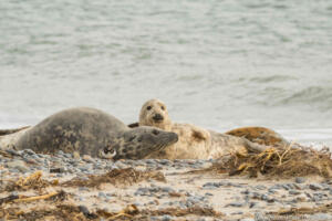 Robben_Duene_Helgoland_Web_76