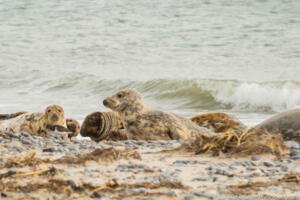 Robben_Duene_Helgoland_Web_77