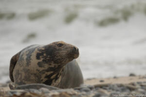 Robben_Duene_Helgoland_Web_78