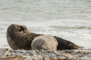 Robben_Duene_Helgoland_Web_79