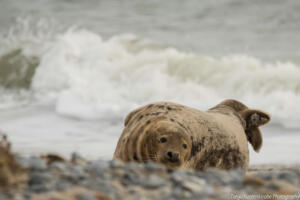 Robben_Duene_Helgoland_Web_80