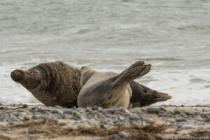 Robben_Duene_Helgoland_Web_81